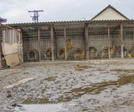 Schreckliche Umstände Schreckliche Umstände